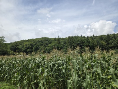 とうもろこし🌽
